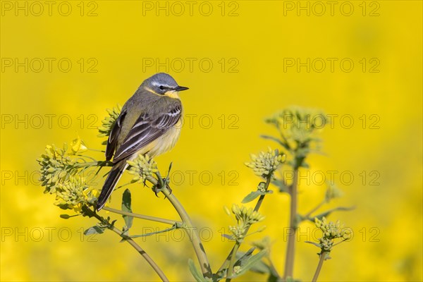 Blue-headed wagtail (Motacilla flava flava) male perched in yellow rape field, rapefield flowering in spring