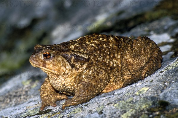 Common toad, European toad (Bufo bufo) on rock