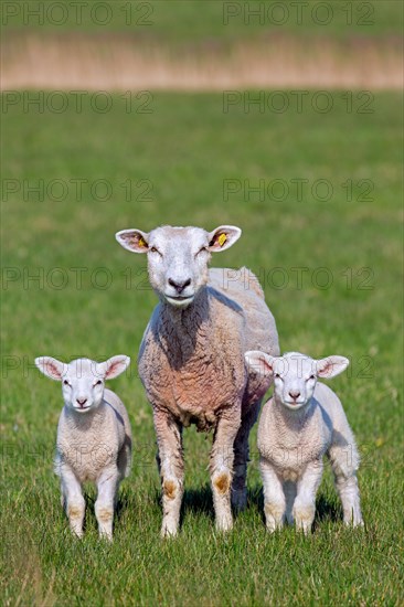 Domestic sheep ewe with twin white lambs in meadow, field in spring