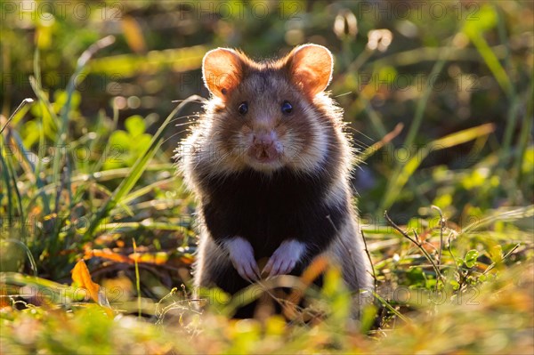 Alert European hamster, Eurasian hamster, black-bellied hamster, common hamster (Cricetus cricetus) foraging in grassland, meadow in spring
