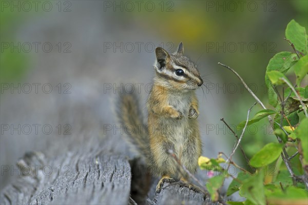 Least chipmunk (Tamias minimus, Neotamias minimus) standing upright, native to North America