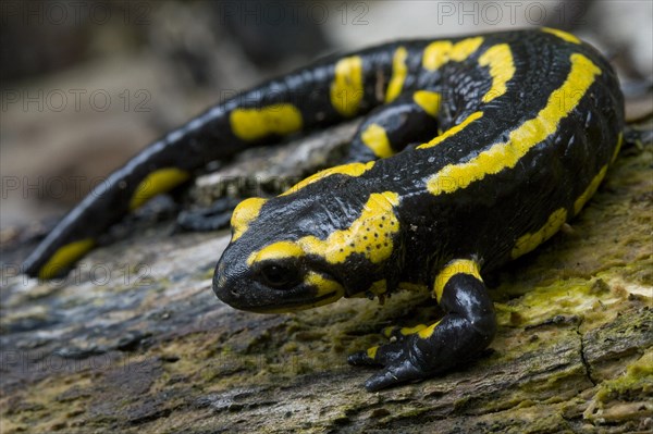 Fire salamander (Salamandra salamandra) on a log in forest, the Argonne, France, Europe