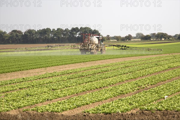Sprayer spraying lettuce crop, Bawdsey, Suffolk, England, UK