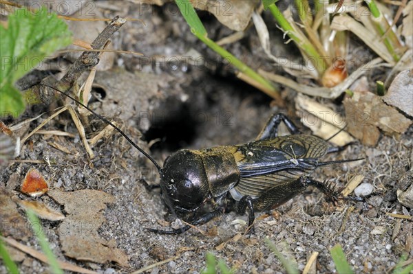Field cricket leaving burrow (Gryllus campestris), La Brenne, France, Europe