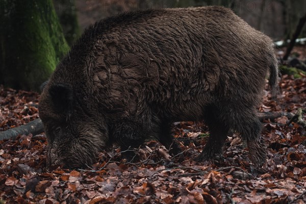 A wet wild boar rummaging through the forest floor for food, Stuttgart, Baden-Wuerttemberg, Germany, Europe