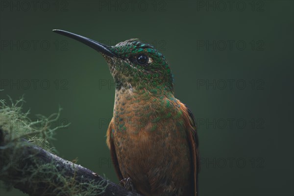 A fawn-breasted brilliant (Heliodoxa rubinoides) small green bird resting on a branch in the jungle, Armenia, Colombia, South America