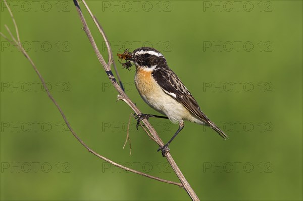 Whinchat (Saxicola rubetra) with prey in beak, Germany, Europe