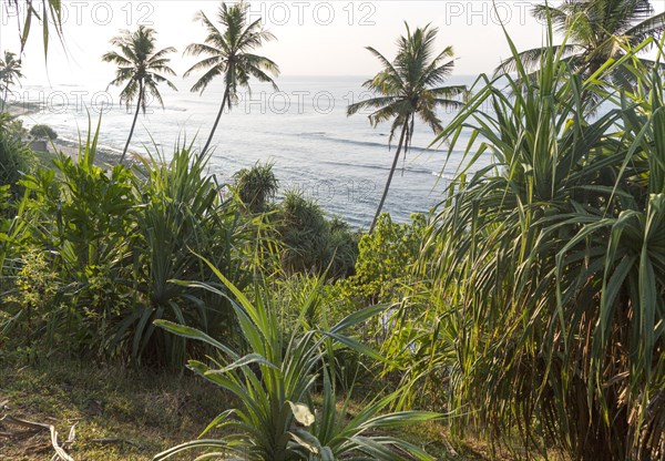 Tropical scenery of palm trees on a hillside by blue ocean, Mirissa, Sri Lanka, Asia