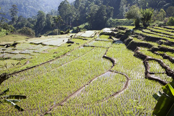 Paddy field rice farming terraces, Ella, Badulla District, Uva Province, Sri Lanka, Asia