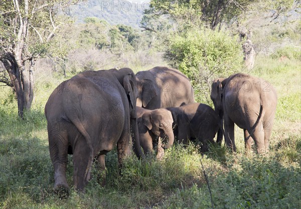 Wild elephants in Hurulu Eco Park biosphere reserve, Habarana, Anuradhapura District, Sri Lanka, Asia