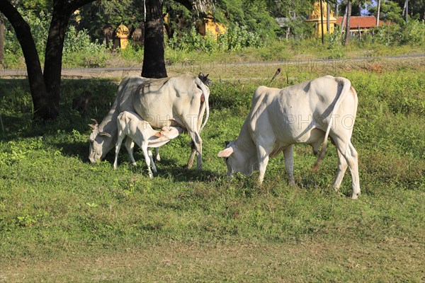 Brahman or Brahma a breed of Zebu cattle, Pasikudah Bay, Eastern Province, Sri Lanka, Asia