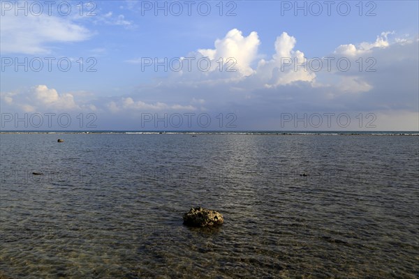 Lump of coral washed up from offshore reef, Pasikudah Bay, Eastern Province, Sri Lanka, Asia