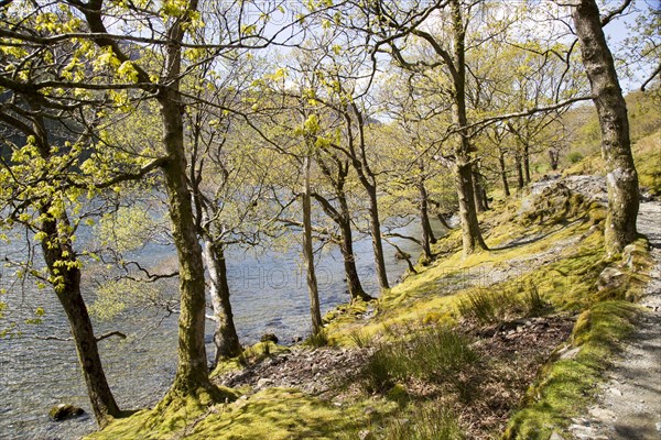 Lakeside woodland, Lake Buttermere, Lake District national park, Cumbria, England, UK