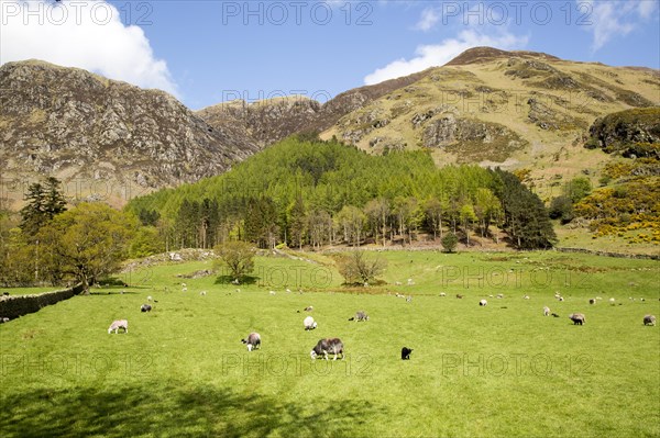 Countryside around Buttermere, Lake District national park, Cumbria, England, UK