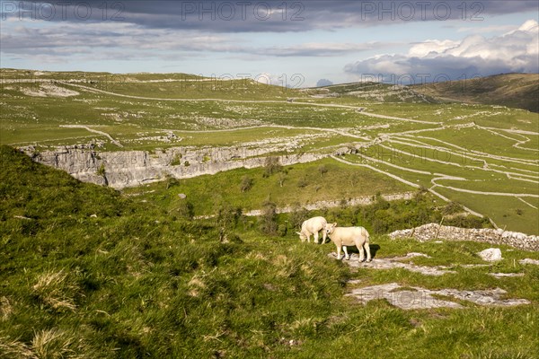 Sheep grazing limestone scenery, Malham, Yorkshire Dales national park, England, UK