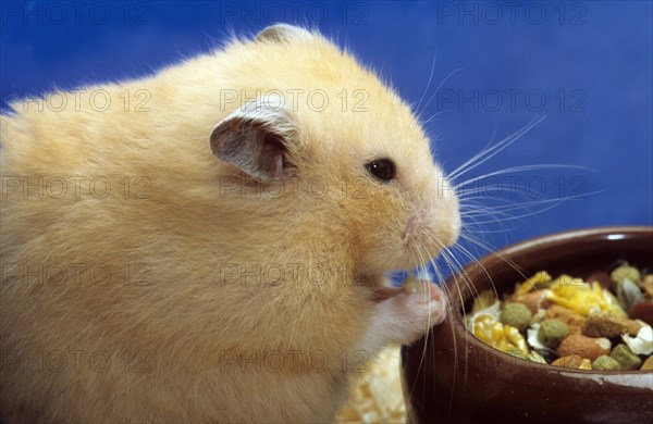 Golden hamster (Mesocricetus auratus) eating mixture of seeds and cereals in cage