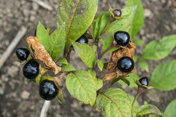 Belladonna, deadly nightshade (Atropa belladonna), toxic perennial herbaceous plant, close-up of poisonous black berries and leaves in summer