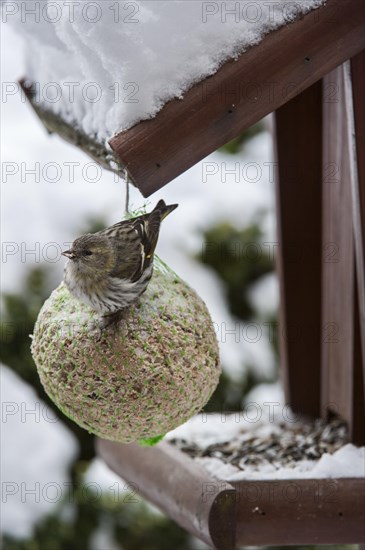 Eurasian Siskin (Carduelis spinus) female feeding from fat ball at bird feeder in garden in the snow in winter