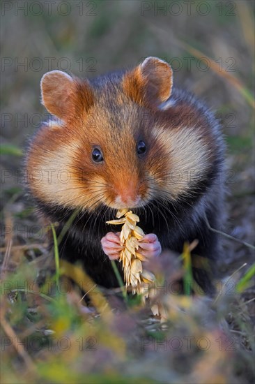 European hamster, Eurasian hamster, common hamster (Cricetus cricetus) with full cheek pouches eating grains from wheat spike, wheat ear in field