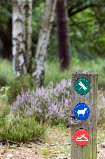 Colourful markers for walkers on signpost at the nature reserve Kalmhoutse Heide, Antwerp, Belgium, Europe