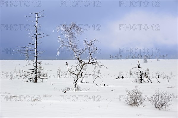 Snow covered burned trees in frozen moorland at Noir Flohay in the nature reserve High Fens, Hautes Fagnes in winter, Belgian Ardennes, Belgium, Europe