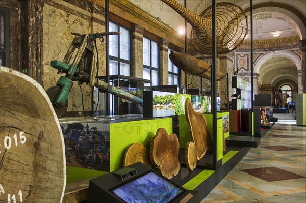 Interior of the AfricaMuseum, Royal Museum for Central Africa, ethnography and natural history museum at Tervuren, Flemish Brabant, Belgium, Europe