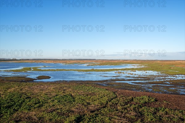 View over salt marsh of the Western Scheldt estuary at nature reserve Verdronken Land van Saeftinghe at Emmadorp, Zeeland, Netherlands