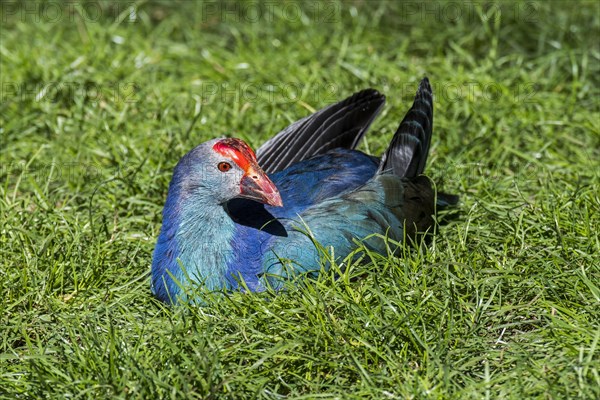 Western swamphen, sultana bird (Porphyrio porphyrio) resting on the shore