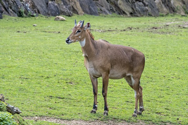 Nilgai, blue bull (Boselaphus tragocamelus) largest Asian antelope and is endemic to the India