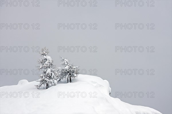 European larch trees (Larix decidua) in the snow in winter, Gran Paradiso National Park, Valle d'Aosta, Italy, Europe