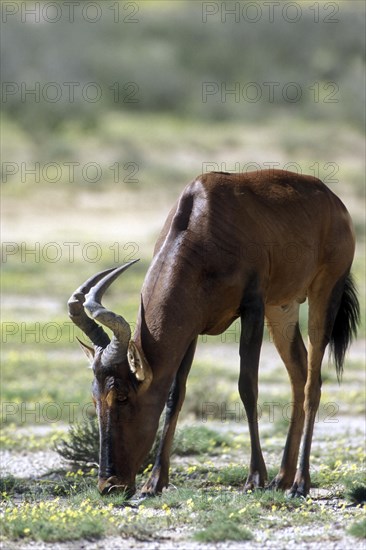 Red Hartebeest (Alcelaphus buselaphus) in the Kalahari desert, Kgalagadi Transfrontier Park, South Africa, Africa