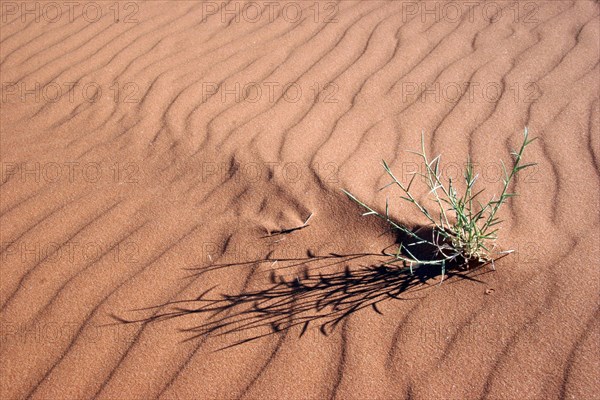 Sand ripples and plant on sand dune in the arid Namib desert, Namibia, South Africa, Africa