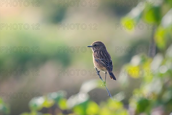 A black-crowned kinglet, small bird gazing curiously into the distance, Gironde, France, Europe