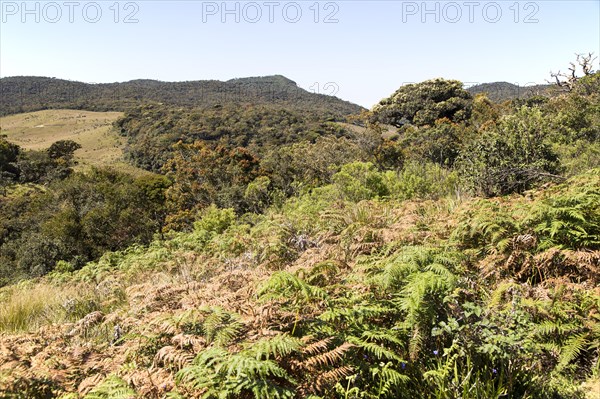 Montane grassland and cloud forest environment Horton Plains national park, Sri Lanka, Asia