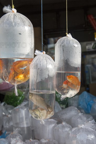 Goldfish on sale in plastic bags, Haputale market, Sri Lanka, Asia