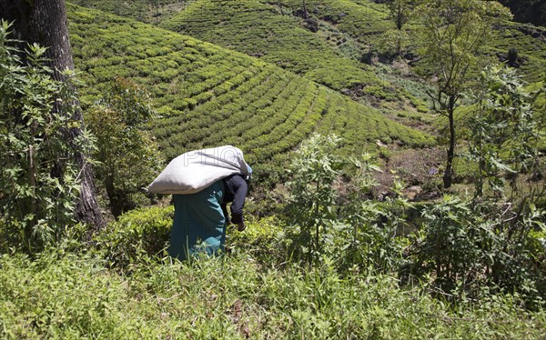 Female worker picking tea leaves on hillside, Nuwara Eliya, Central Province, Sri Lanka, Asia