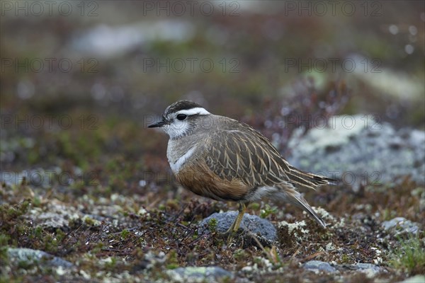 Eurasian Dotterel (Charadrius morinellus) on the tundra, Sweden, Europe