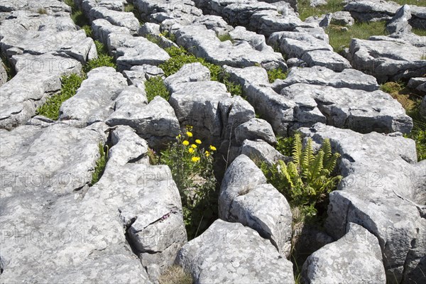 Plants growing in limestone pavement Malham, Yorkshire Dales national park, England, UK