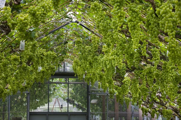 Table grapes (Vitis vinifera) growing in greenhouse in Flemish Brabant, Flanders, Belgium, Europe