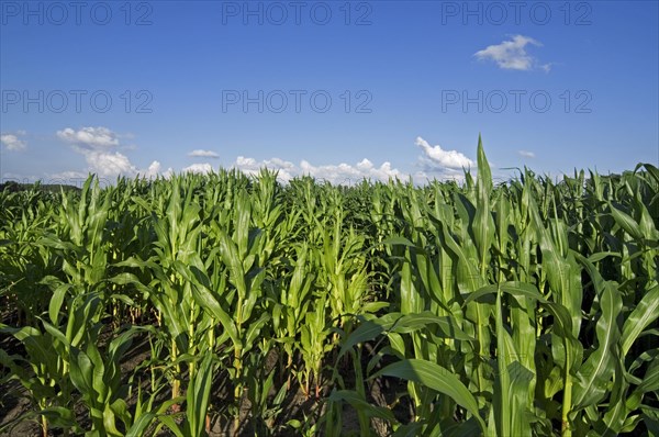 Maizefield, cornfield, field of maize (Zea mays) in summer