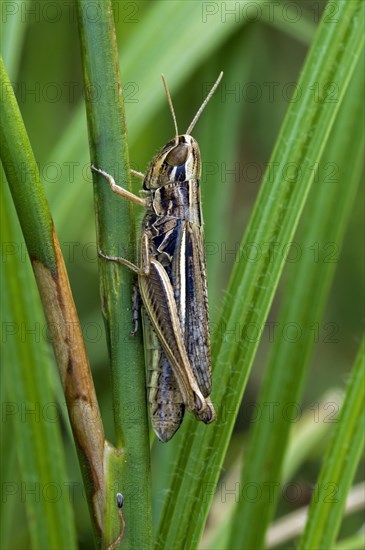 Straw-coloured grasshopper, Jersey Grasshopper (Euchorthippus elegantulus, Euchorthippus pulvinatus), female climbing grass stem