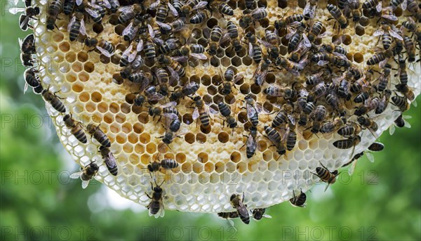 Worker honey bees (Apis mellifera) on honeycomb