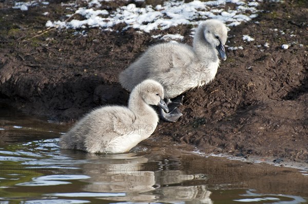 Two Black Swan (Cygnus atratus) chicks in winter, Belgium, Europe