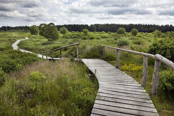 Winding wooden boardwalk in moorland at the High Fens, Hautes Fagnes nature reserve in the Belgian Ardennes, Belgium, Europe