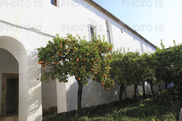 Orange trees in courtyard gardens of the Alcazar de los Reyes Cristianos, Alcazar, Cordoba, Spain, Europe