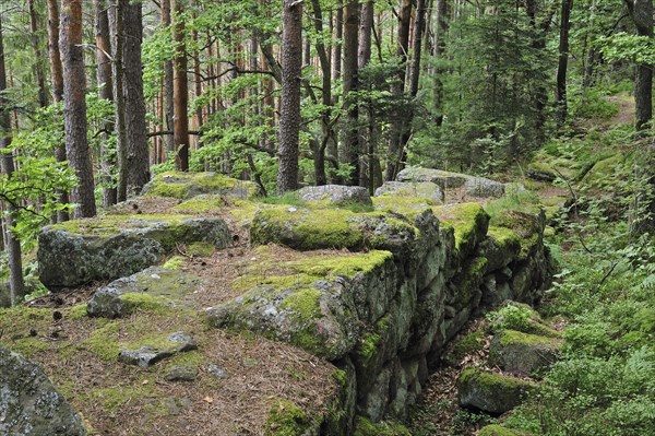 The Pagan Wall, Mur Paien in forest near Mont Sainte-Odile, Vosges, Alsace, France, Europe