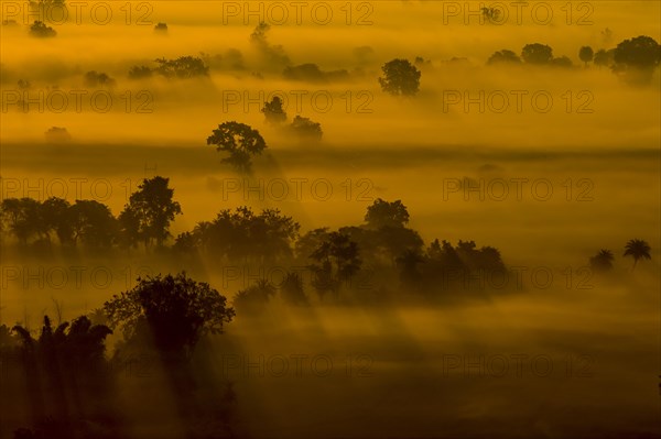 Fields around Sanchi, photographed at sunrise of a misty, December day, when orange rays of the sun made the landscape look golden. Sanchi, Madhya Pradesh, India, Asia