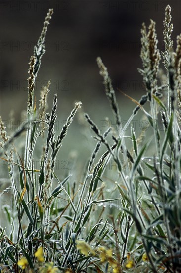 Fresh new shoots of grass, covered in dew during the rainy season in the Kalahari desert, Kgalagadi Transfrontier Park, South Africa, Africa