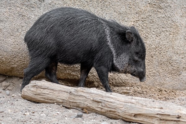 Collared peccary, javelina (Pecari tajacu, Sus tajacu) native to North, Central, and South America