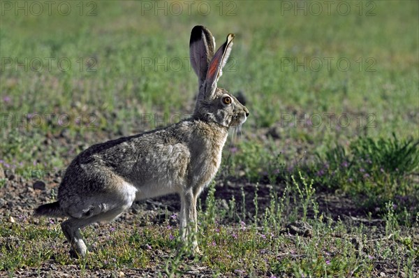 Black-tailed jackrabbit, American desert hare (Lepus californicus), native to western United States and Mexico